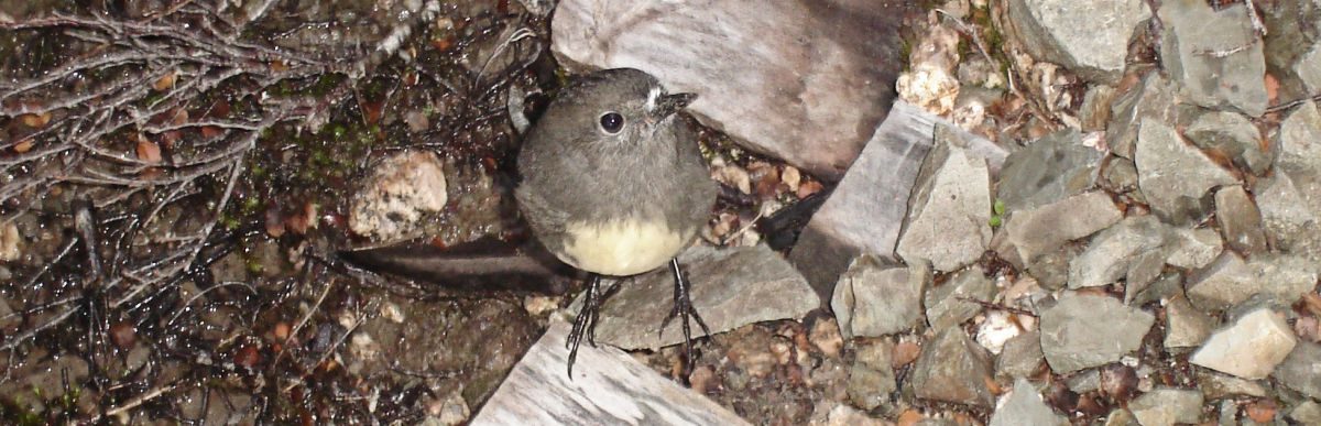 Mountain Robin
